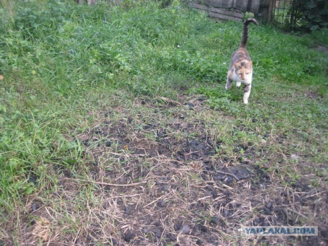 Жизнь домашнего приюта для котеек 413