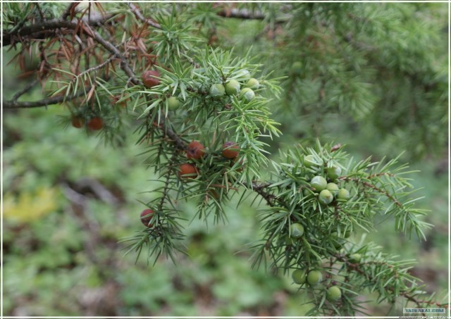 Крым. Змеиная балка. Терень-Джалга.