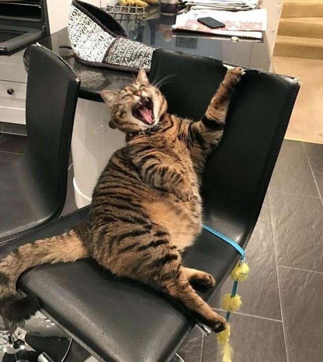 Шерстяной котовторник. Октябрь 2022