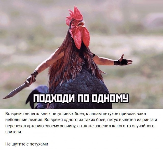 Бойцовский петух чуть не зарезал своего хозяина во время петушиных боёв в Мексике