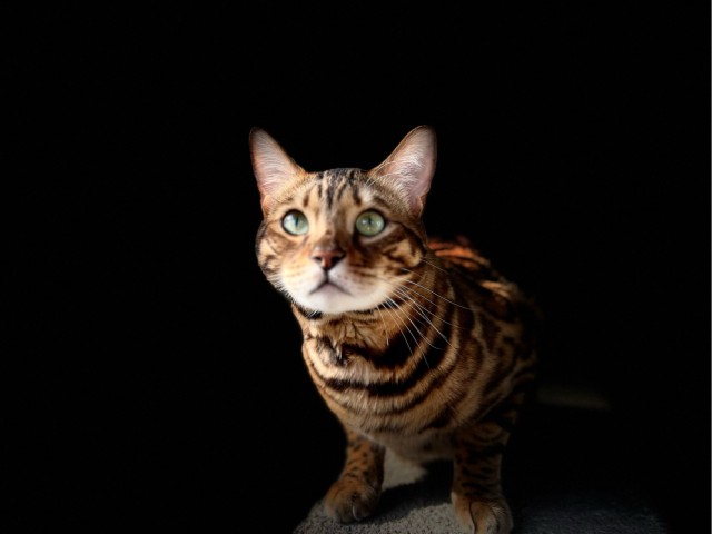 Котёнок зовёт маму