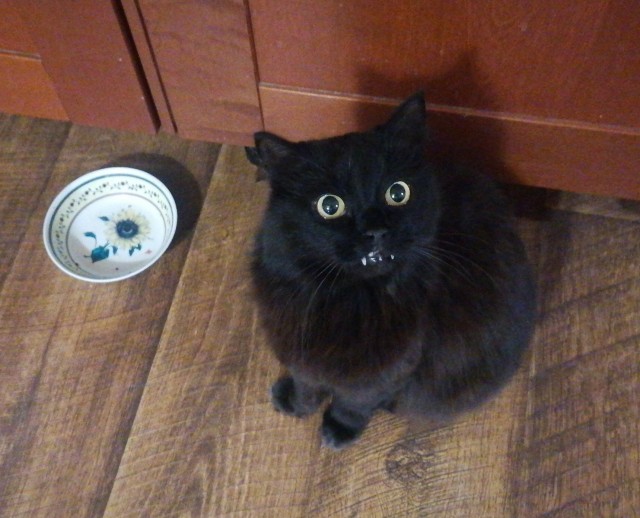 Котёночек опухает. Требуется совет.