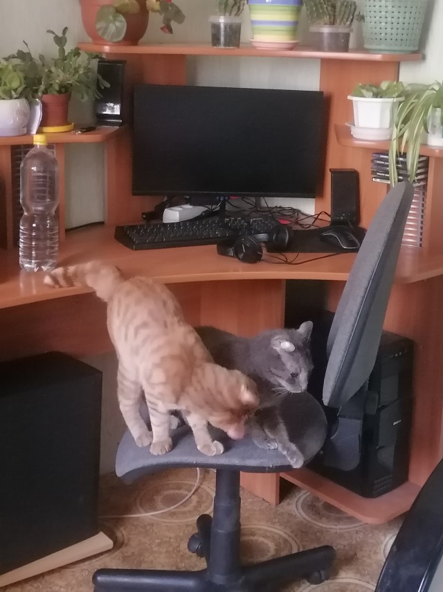 Беда пришла в мой дом