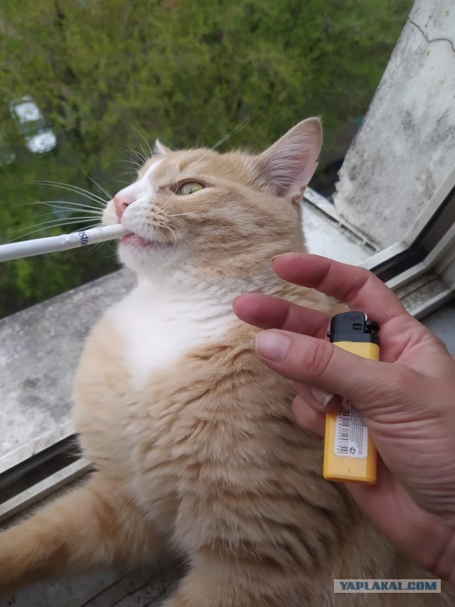 А это моя киска!