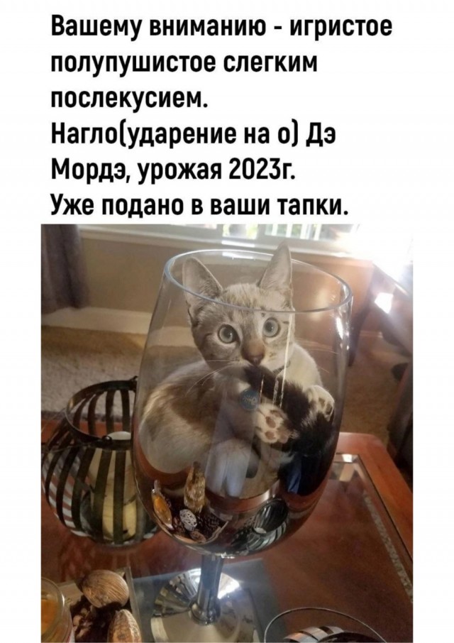 Весёлый полтишок 10.12.24