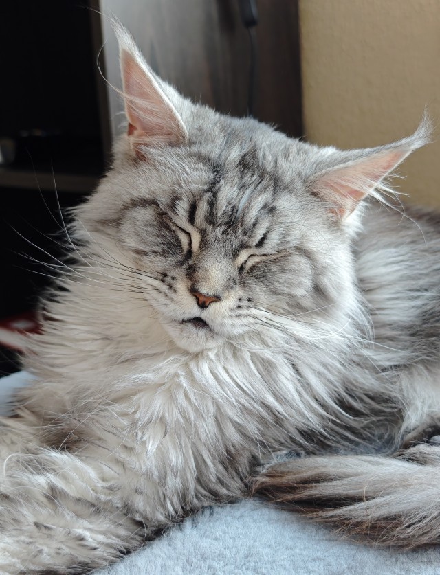 Котовторник