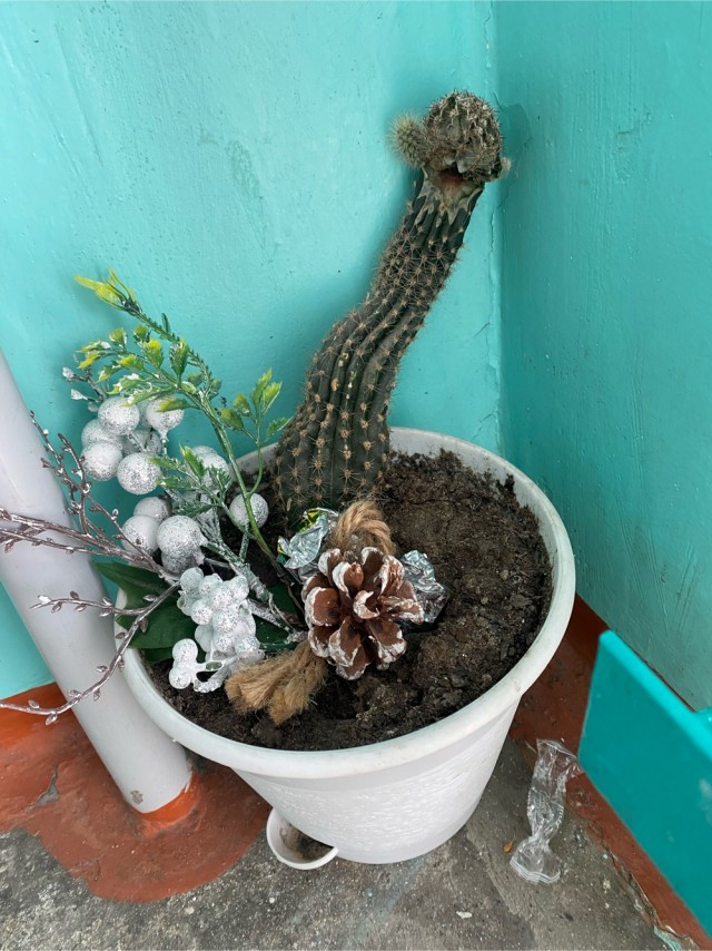 Такая вот «икибана»