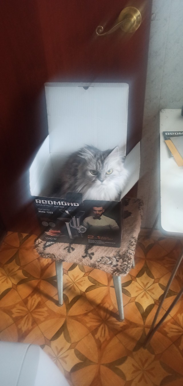 Есений (котовторник)