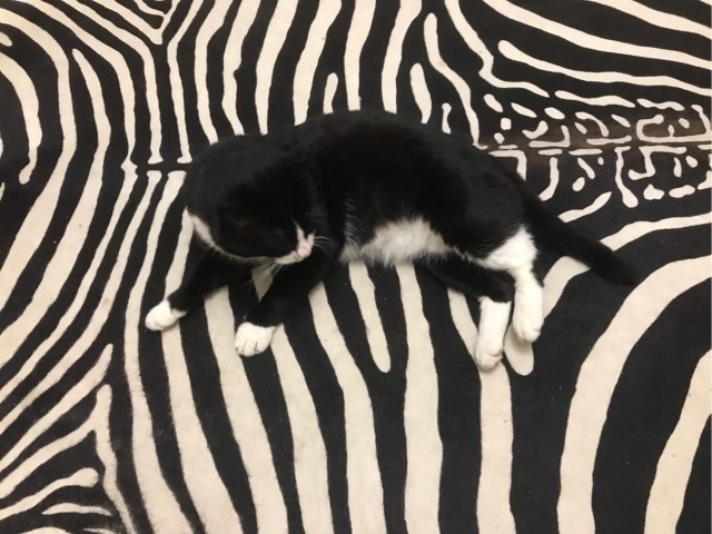 КотоФторник жеЖ