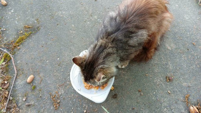 Литболталка