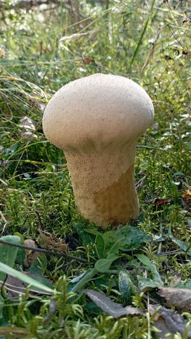 Грибное