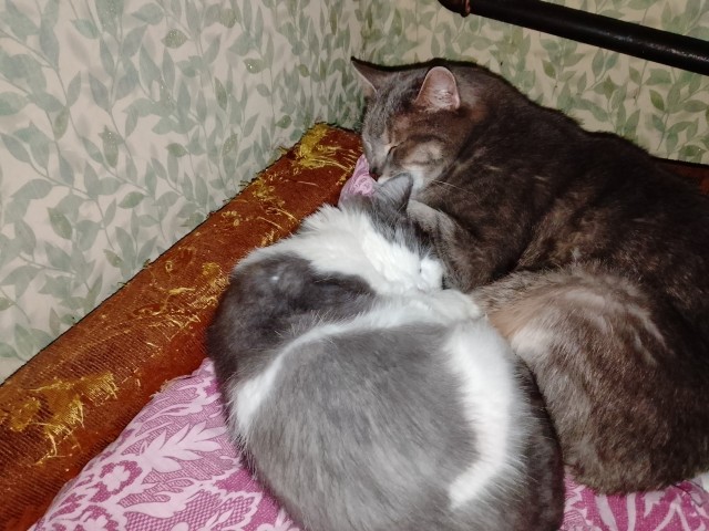 Котовторнику да