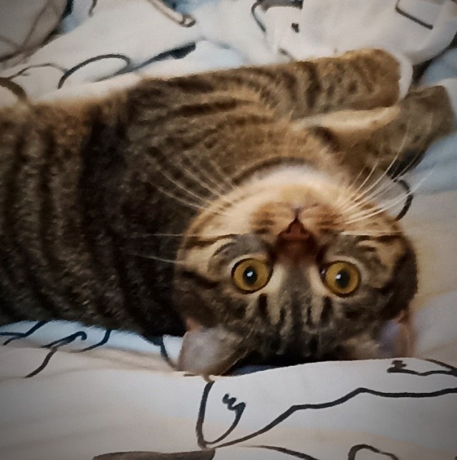 Котовторник