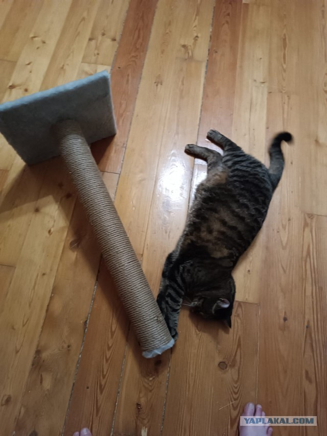 Котэ в возрасте