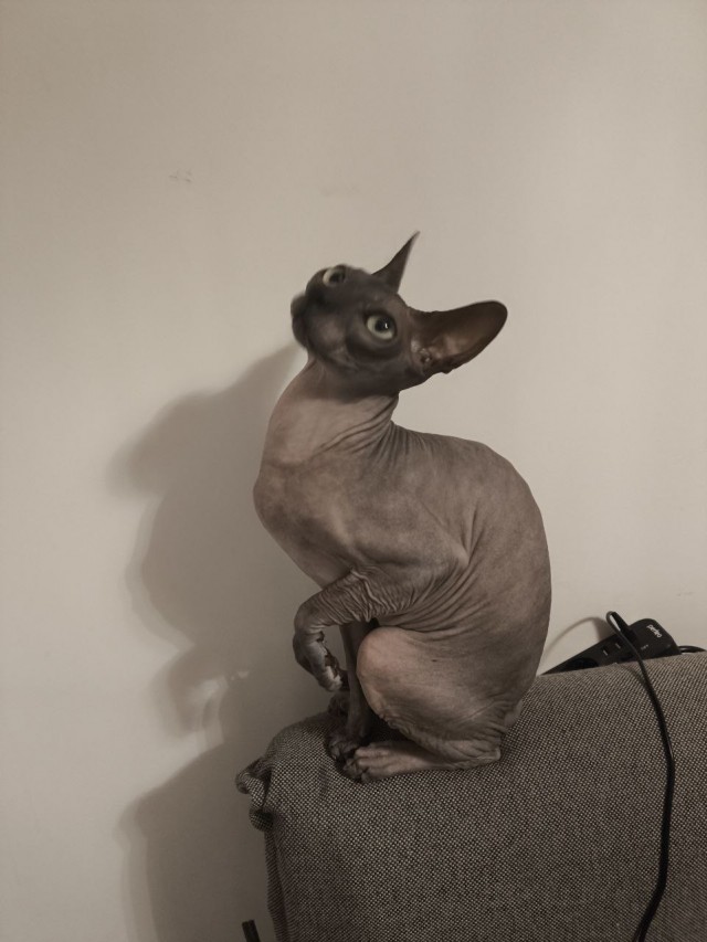Котовторник же!