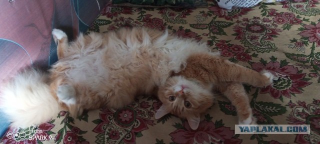 Наши коты