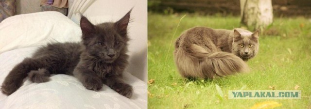 Коты и время