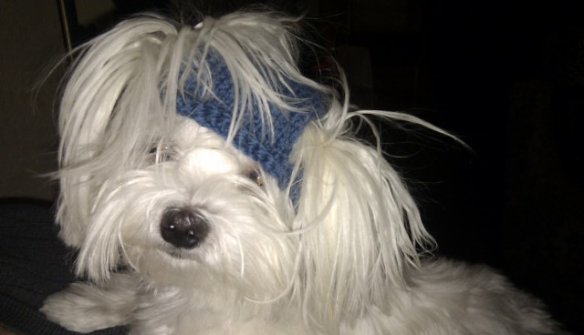 Собакочетверг на 02.01.2014