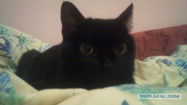 Котовторник 27.5.2014