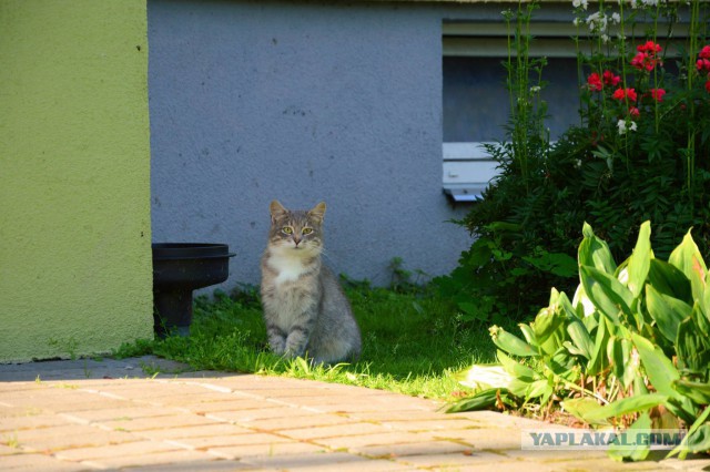 Котовторник 05.08.2014