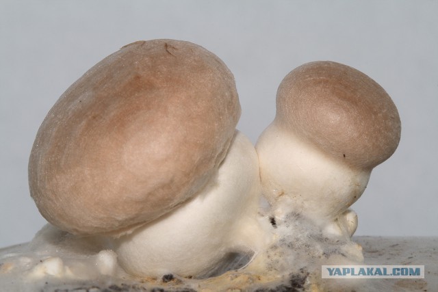 Выращивание грибов на подоконнике