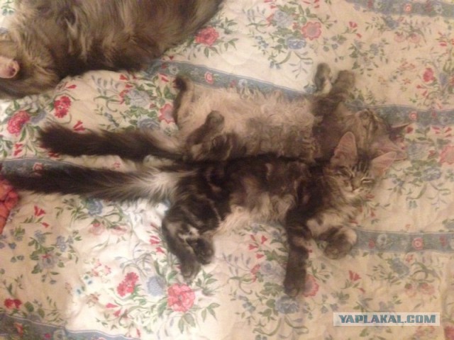 Котовторник
