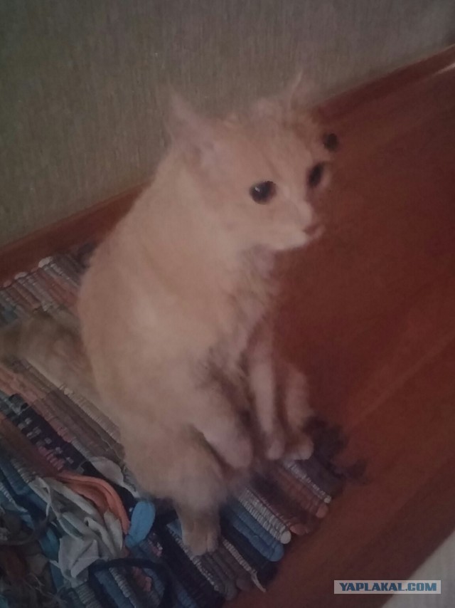 Самые популярные клички кошек и котов