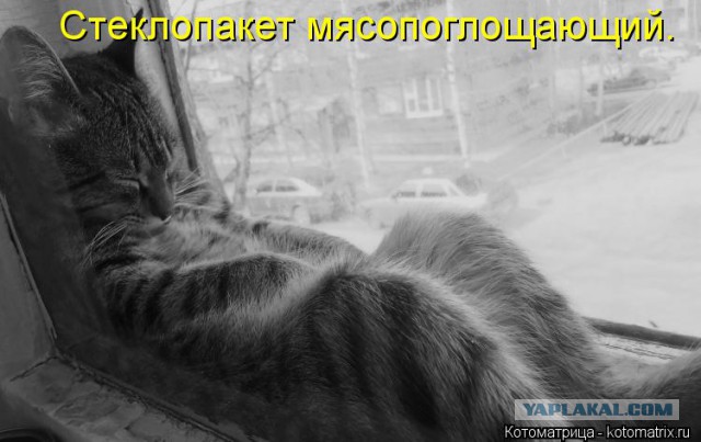 Как спят кошки....