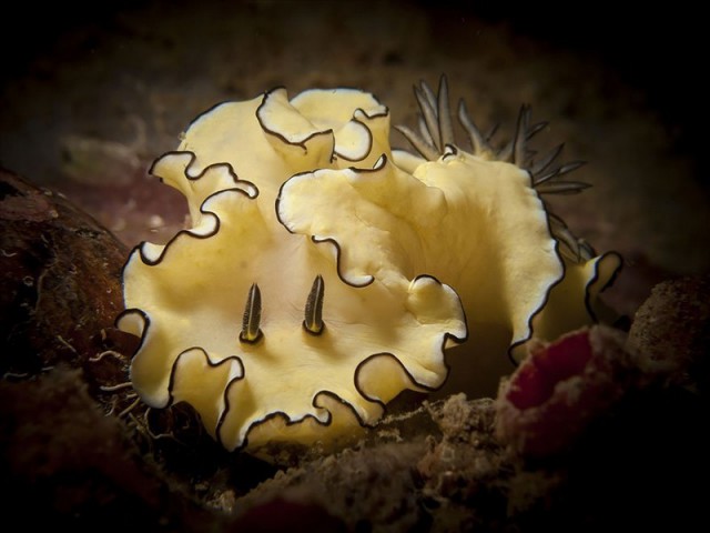 Потрясающая красота морских моллюсков