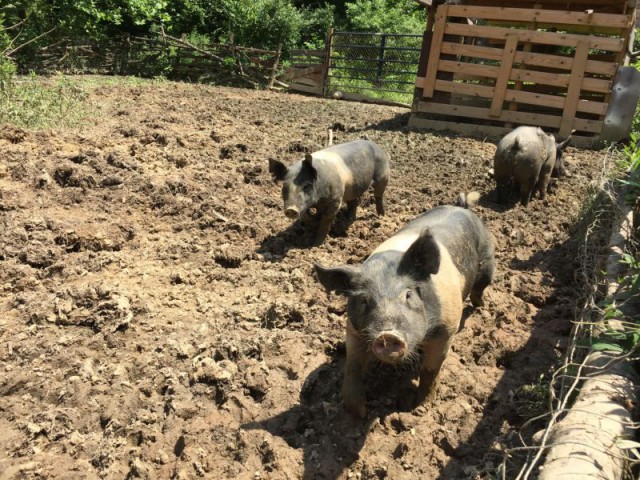 Выращивание свиней - от поросят до ветчины
