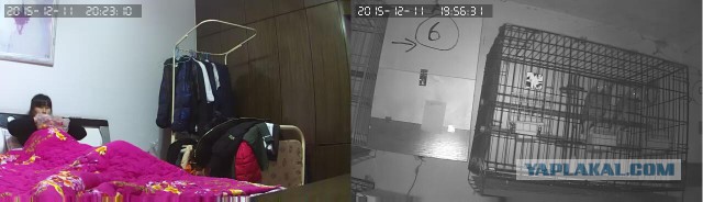 За что я люблю китайцев