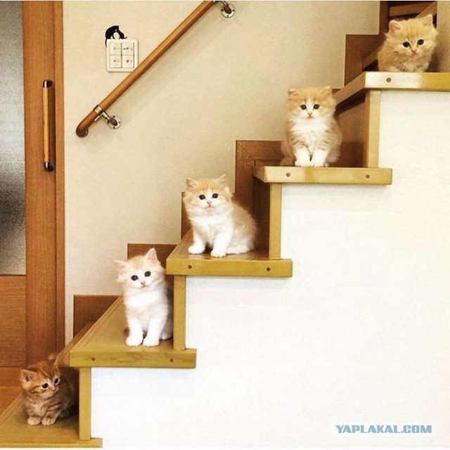 Котовторник
