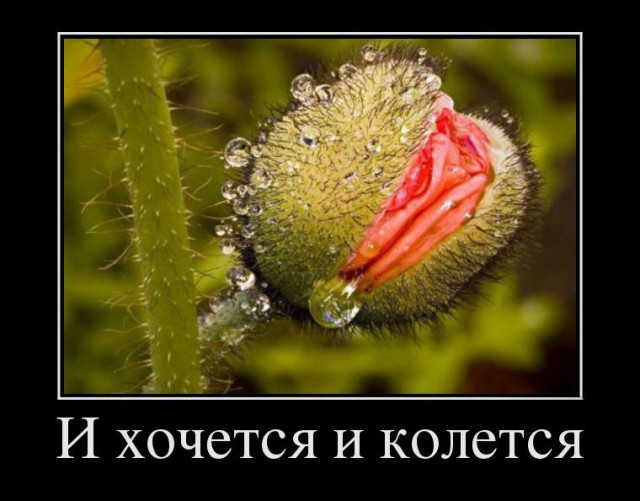 Весёлые картинки в чёрной рамке