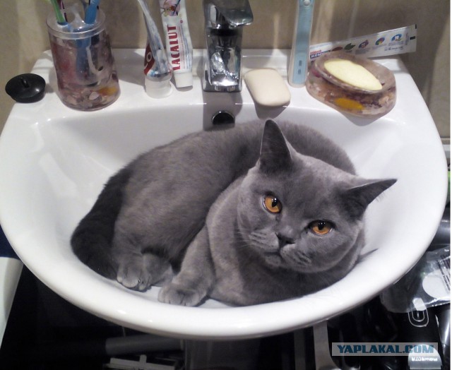 Ваши фотки котов на телефон