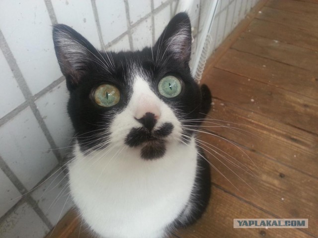 Котовторник 26.07 2016