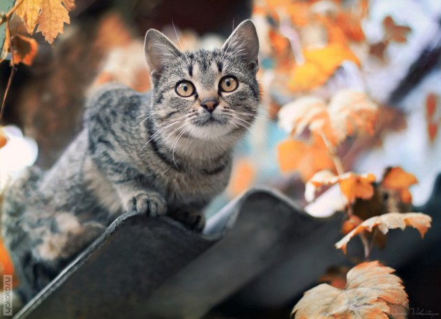 Коты из сети