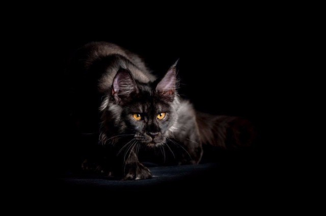 Коты из сети