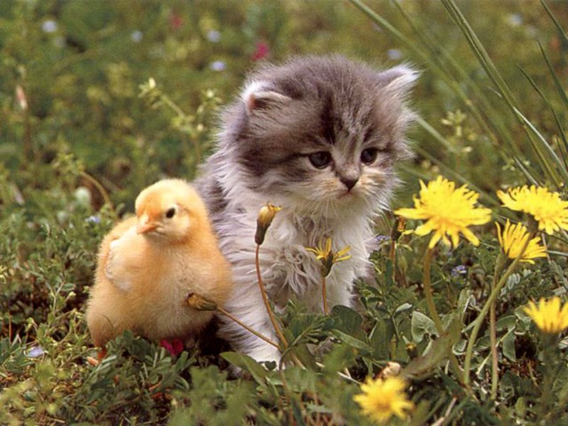 Коты из сети