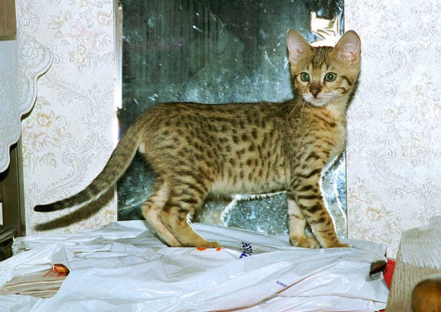 Коты из сети