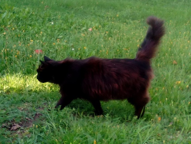 Котовторник 14.03.2017