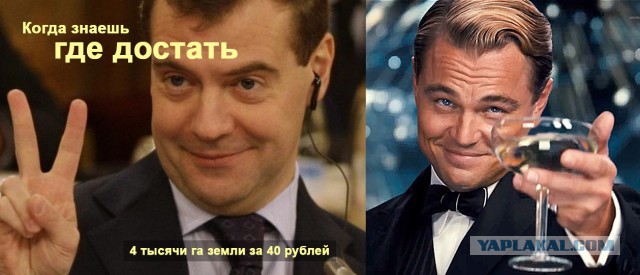 В усадьбу Медведева в Плёсе завезли полсотни алтайских маралов. 4 тысяч га земли за 40 рублей