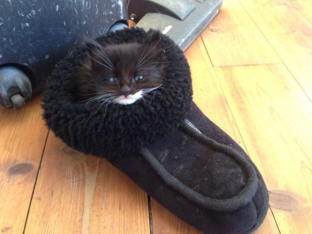 Коты и Кошки
