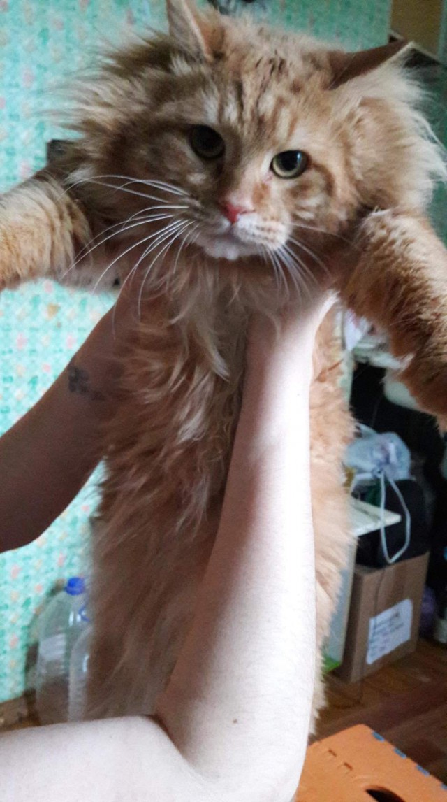 Котовторник 11.07.2017
