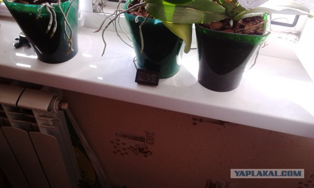А какая у вас температура за окном?
