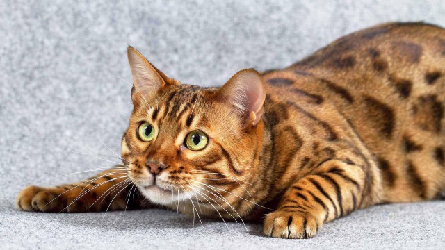 Коты и Кошки