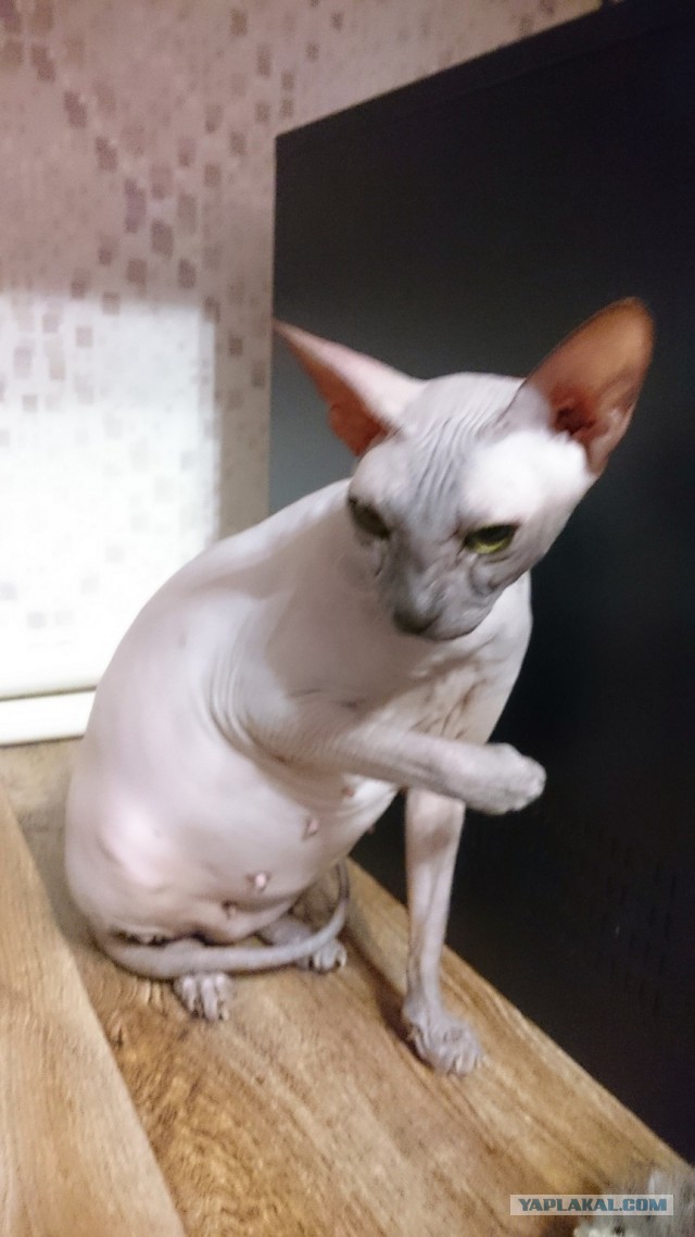 Котята моей кошки (коротенькое видео).