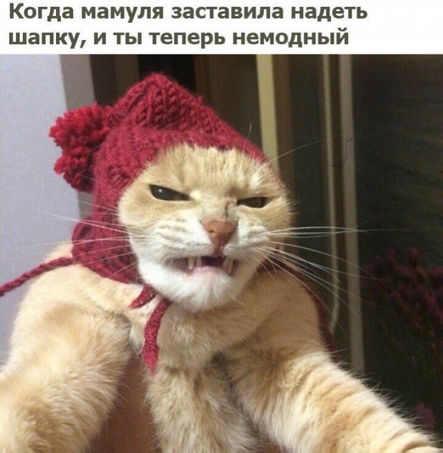 Коты и Кошки