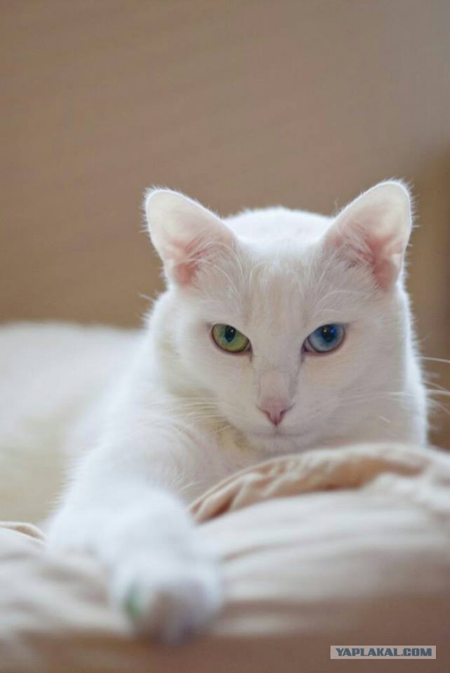 Котовторник 28.11.2017