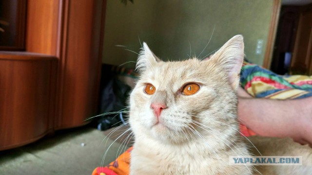 С Днем кошки!