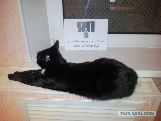 История одного кота